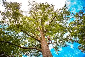 Best Seasonal Cleanup (Spring/Fall)  in Floris, VA