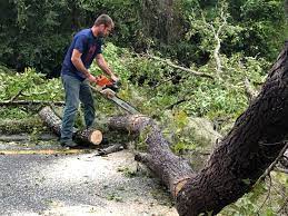 Trusted Floris, VA Tree Care Services Experts