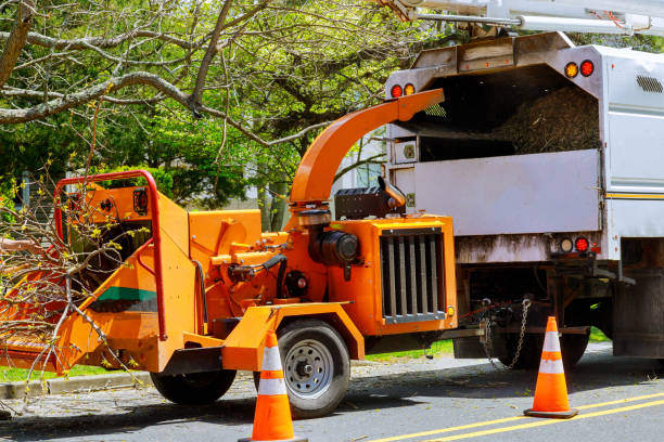 Best Storm Damage Tree Cleanup  in Floris, VA