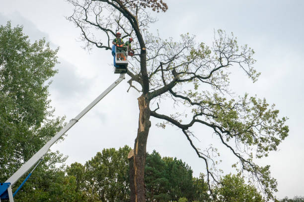 Best Palm Tree Trimming  in Floris, VA