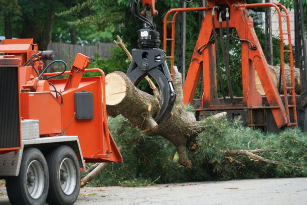 Best Tree Health Inspection  in Floris, VA