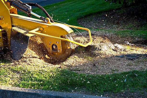 Leaf Removal in Floris, VA