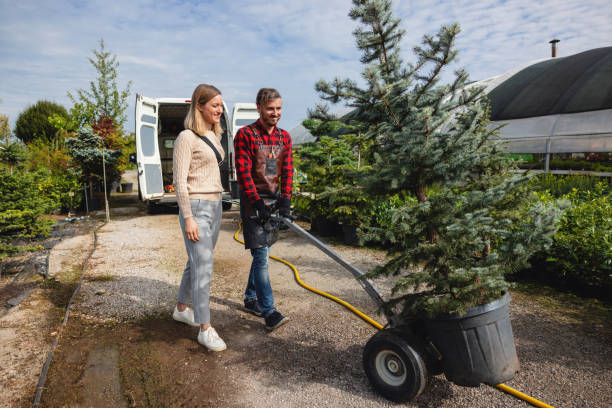 How Our Tree Care Process Works  in  Floris, VA