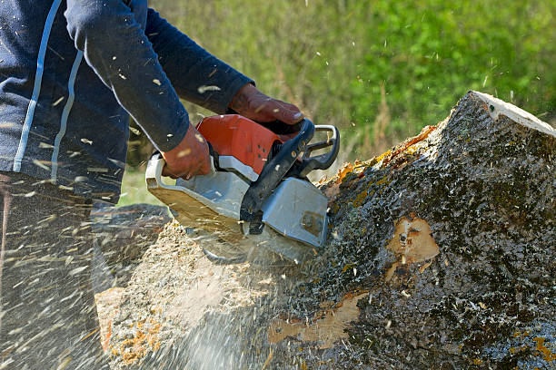 Best Hazardous Tree Removal  in Floris, VA