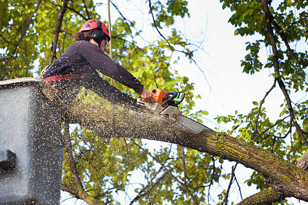 Best Commercial Tree Services  in Floris, VA